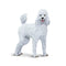 Safari Ltd Best In Show Dogs Poodle