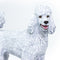 Safari Ltd Best In Show Dogs Poodle