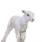 Safari Ltd Farm Lamb