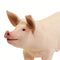 Safari Ltd White Pig
