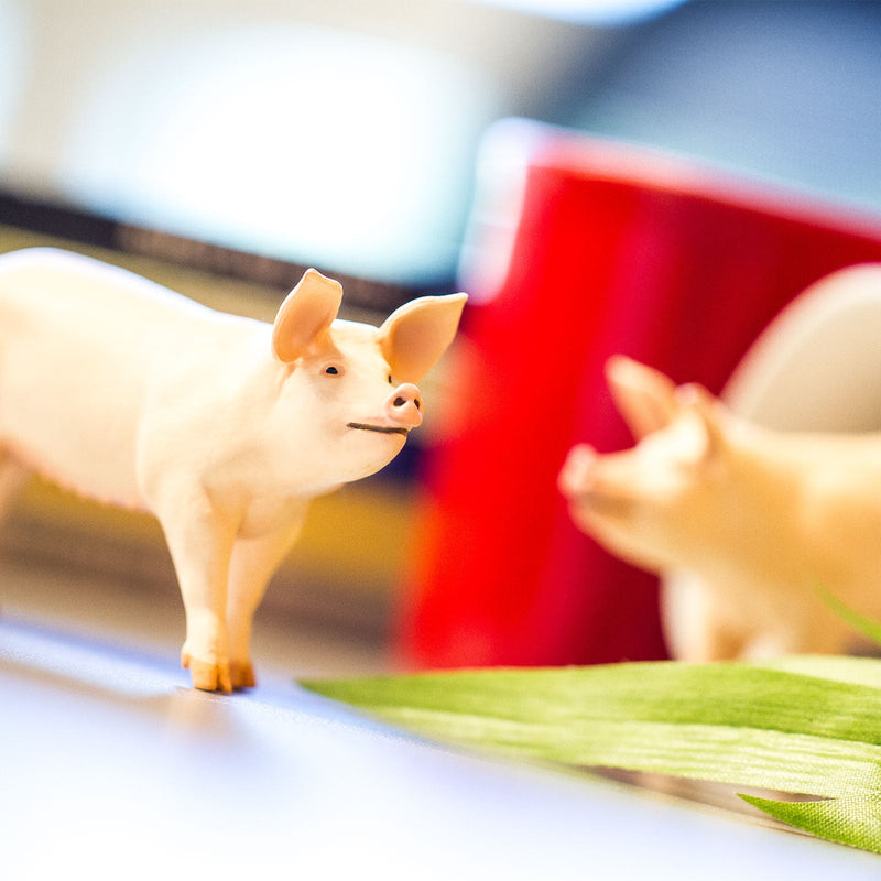 Safari Ltd White Pig