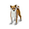 Safari Ltd Dog Shiba Inu