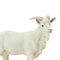 Safari Ltd Farm Billy Goat