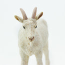 Safari Ltd Farm Nanny Goat