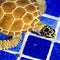 Safari Ltd Sea Life Loggerhead Turtle