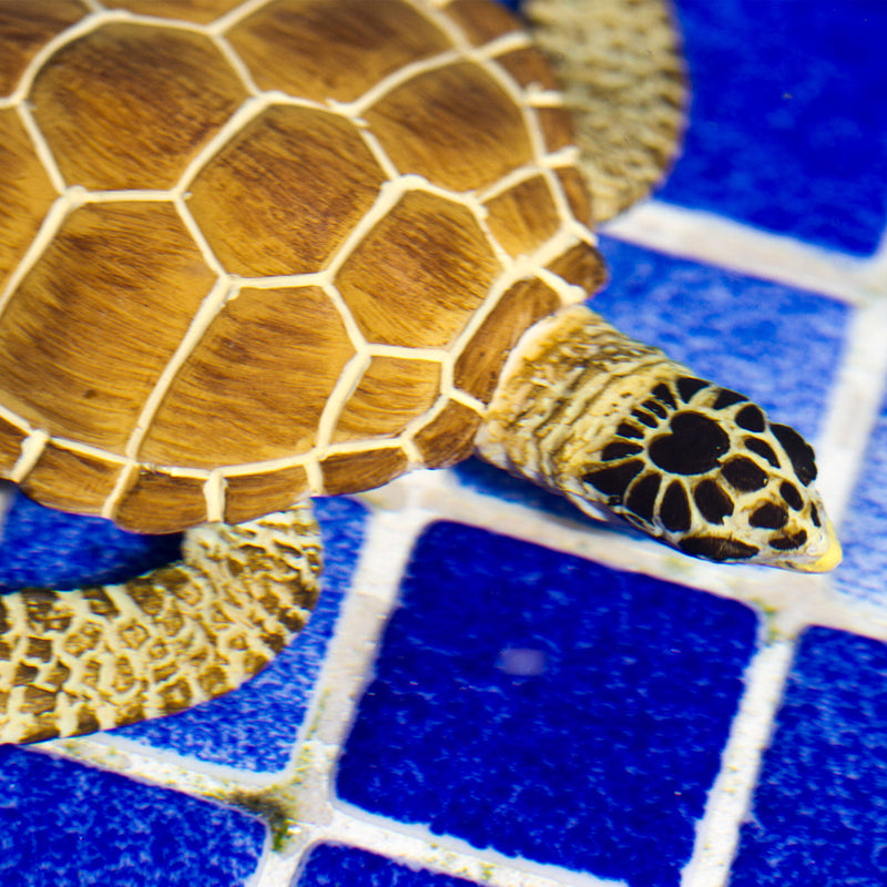 Safari Ltd Sea Life Loggerhead Turtle