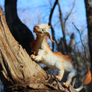 Safari Ltd Goodluck Dragon