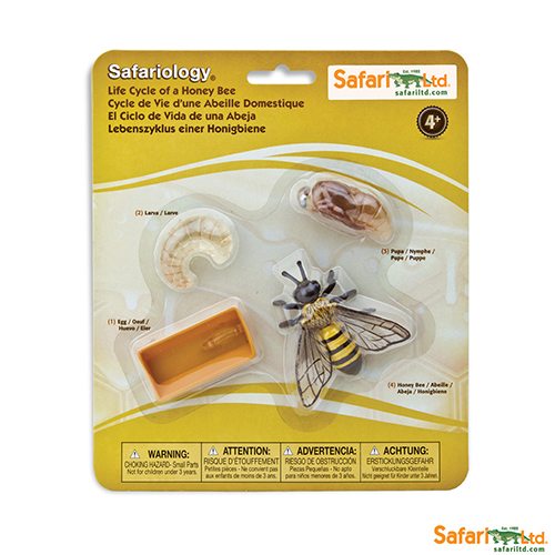 Safari Ltd Life Cycle of a Honey Bee (Life Cycle Series) 622716 can be purchased online and in any Playtoys toy shop in South Africa