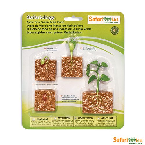 Safari Ltd Life Cycle of a Green Bean Plant (Life Cycle Series) 662416 can be purchased online and in any Playtoys toy shop in South Africa